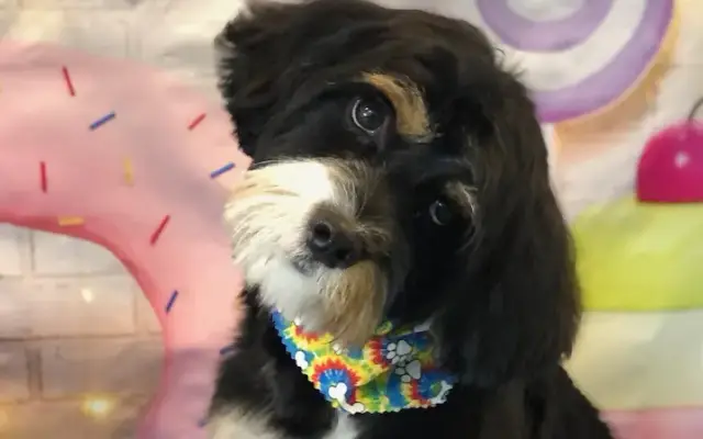 Diamond Dogs Grooming Salon in Naples, FL