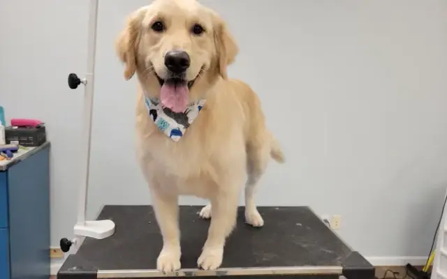 Grateful Grooming in Dorr, MI