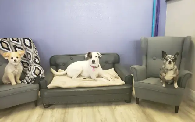 Mama Bear's Bed & Biscuit in Phoenix, AZ