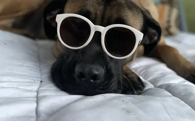 Stylin Doggie in Neosho, MO