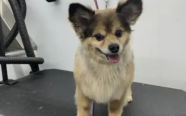 Anyelo's Mobile Grooming in Leona Valley, CA