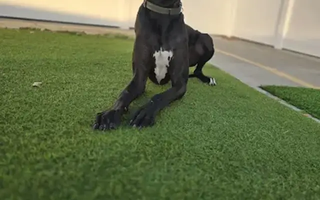 Cali Pets Hotel in Anaheim, CA