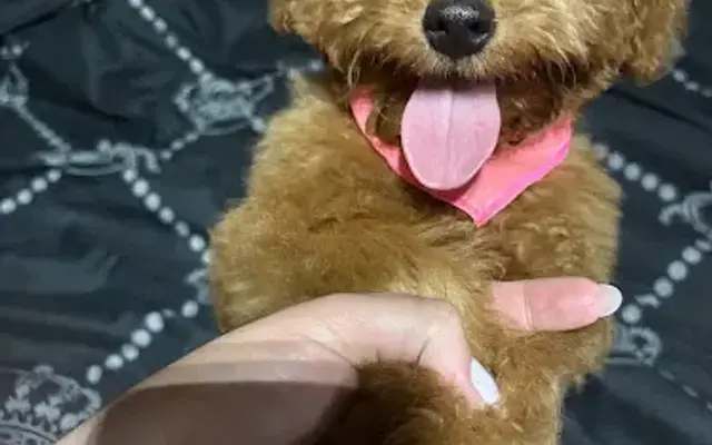 Miami's Pet Grooming (Mobile) in Miami, FL