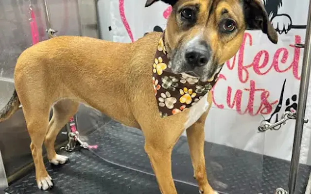 Pawfect Cuts Mobile Dog Spa in Bentonville, AR