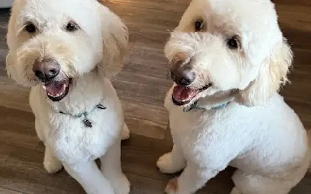 Perfect Paws pet grooming in Port Charlotte, FL