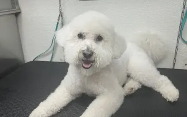 Candy's Mobile Pet Grooming in Cottonwood, AZ