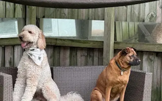 The Dog House Spa & Boarding in North Miami, FL