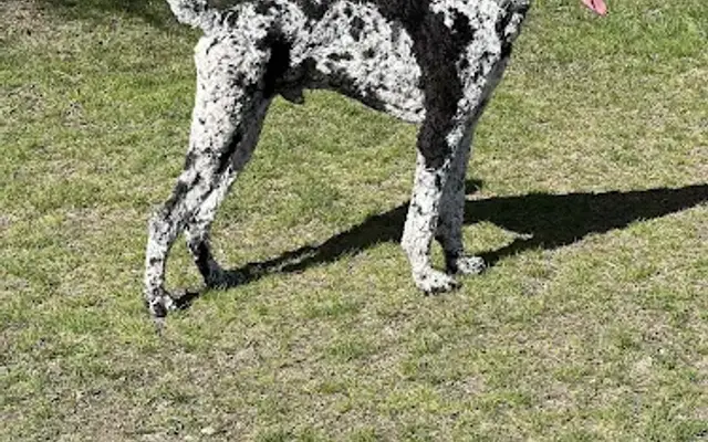 T's Grooming in Brown City, MI