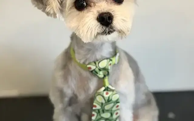 Pawfectionist Moblie grooming in Norco, CA