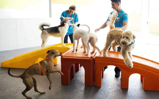 Dogtopia of Jacksonville at the Avenues in Jacksonville, FL