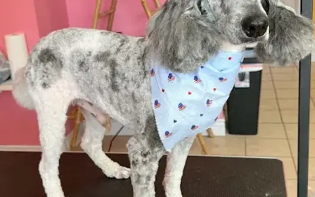 Divine Southern Grooming in Long Beach, MS