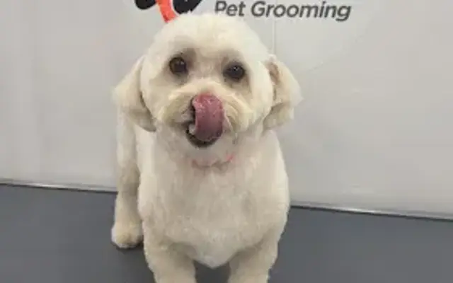 Woof & wow Pet grooming in Davie, FL