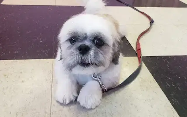 The Groomer'z in St. Petersburg, FL