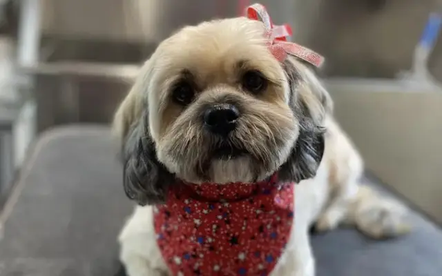 Luscious Locks Mobile Dog Spa in San Antonio, TX