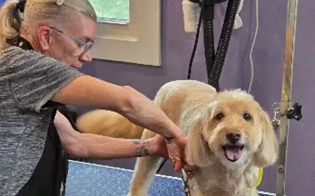 Paisley Paws Grooming in Overland Park, KS
