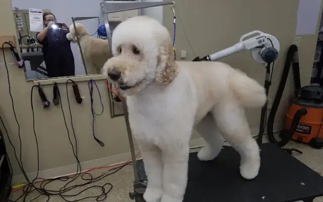 Kim's Pet Grooming in Brunswick, OH