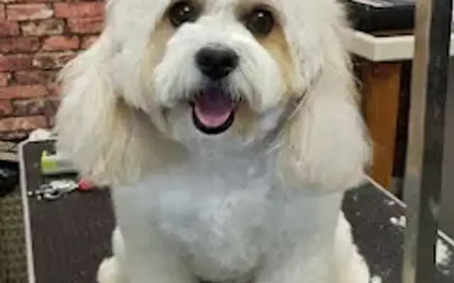 Dippin' Dogs Pet Groomery in Albemarle, NC