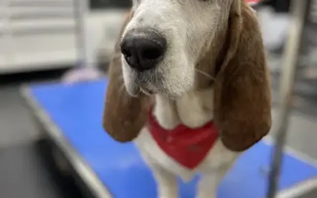Well Groomed Pet Salon in Jacobus, PA