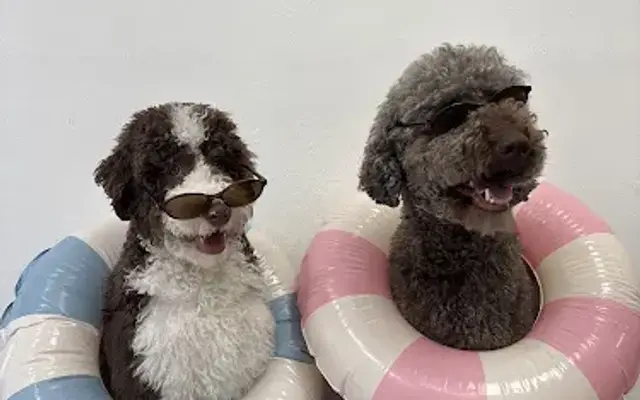 That Dog Salon in Key West, FL