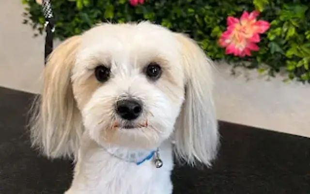 One Paw at a Time Grooming in Menifee, CA