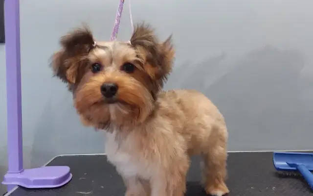 Pampered Paws in Waymart, PA