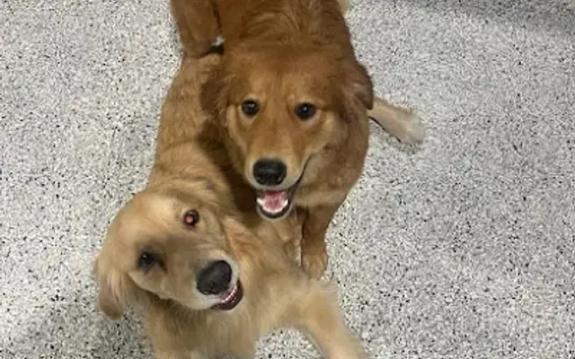 Camp FurKids in Louisville, KY
