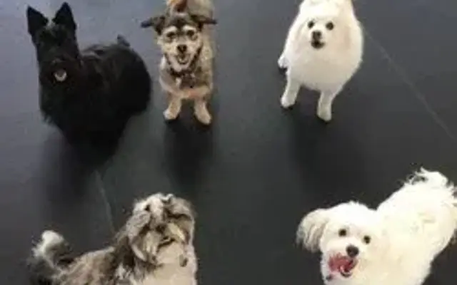 Hounds in Heaven - Dog Grooming and Daycare in Atascadero, CA