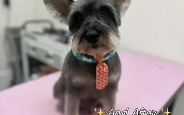 Steph’s Pet Spa in San Antonio, TX
