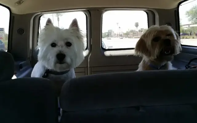 It's A Dog's World in Phoenix, AZ