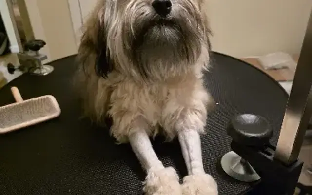 Speak Dog Consulting in Danville, CA