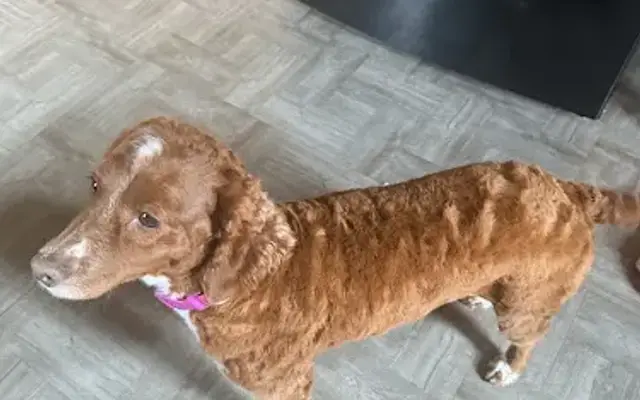 MiDog Groomer in Arbutus, MD