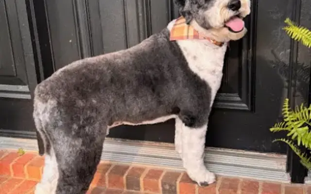 Dog’z Gone Styled in Fredericktown, MO