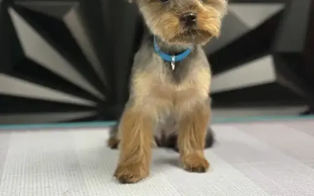 Pawlished Pup Salon in Hodges, SC