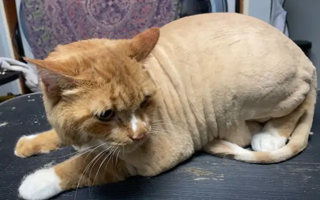 Ashley’s Cat and Dog Grooming in Woodstock, IL