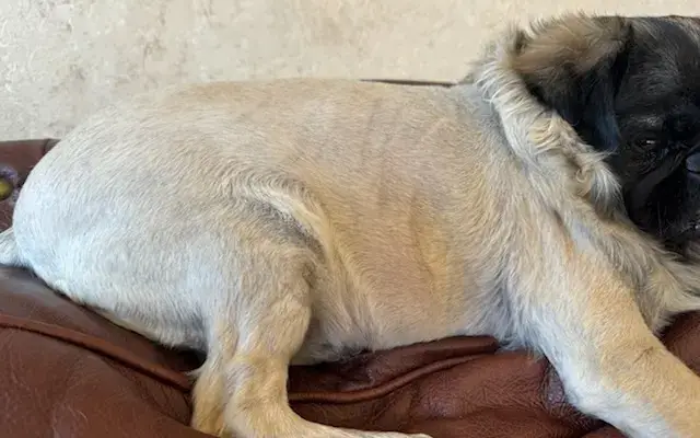 PetSmart Grooming in Goodyear, AZ
