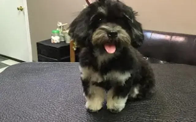 101 Pets Grooming in Walnut, CA
