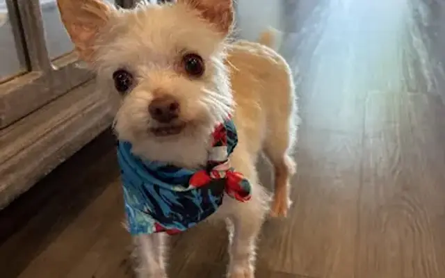 FurReal Groomers in Jarrell, TX