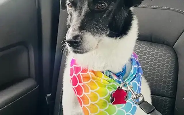 Loving Paws Pet Services Of Mid Mo LLC in Holts Summit, MO