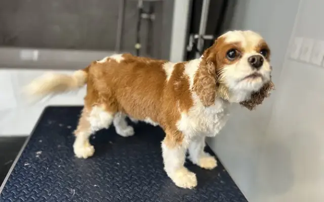 The Seigler's Professional Pet Grooming in Thornton, CO
