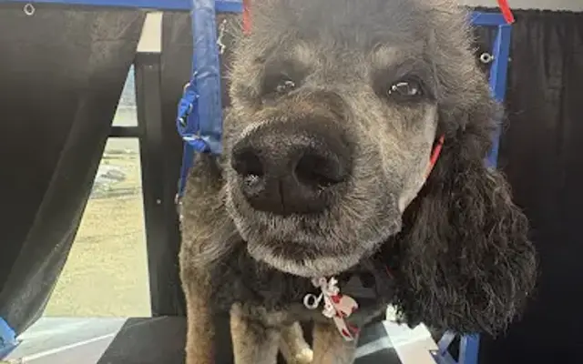 Big Blues Mobile Dog Grooming LLC in Tahlequah, OK