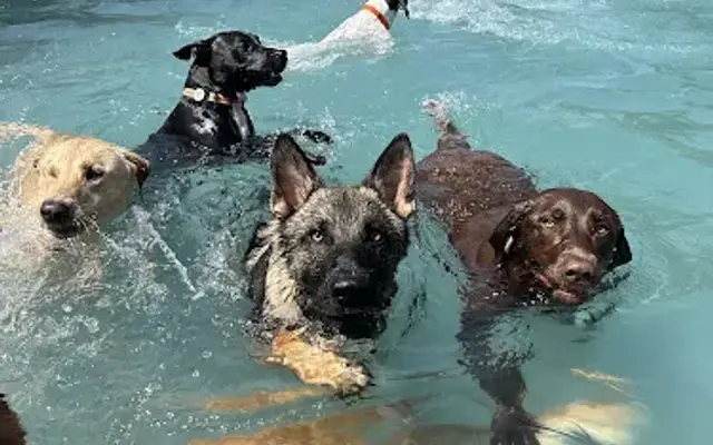 The Woof Den Dog Resort and Daycare in Denver, NC