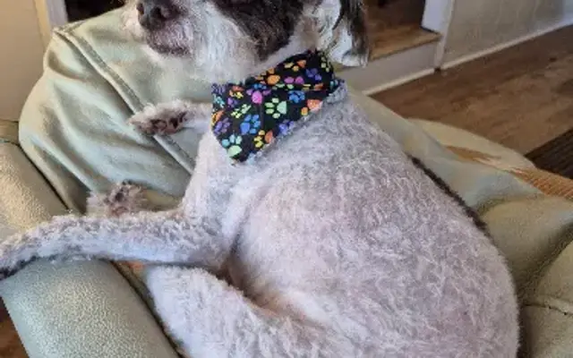 Little Critters Salon Grooming in Pensacola, FL