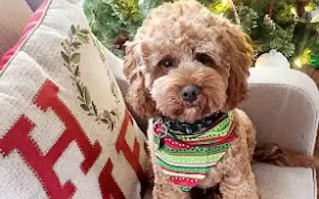 Designer Doggies in North Ridgeville, OH