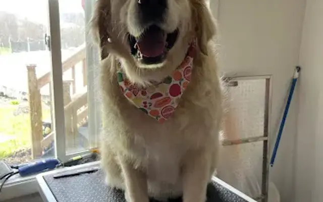Sam’s Trans-Fur-Mation’s Pet Salon in Valley Falls, NY