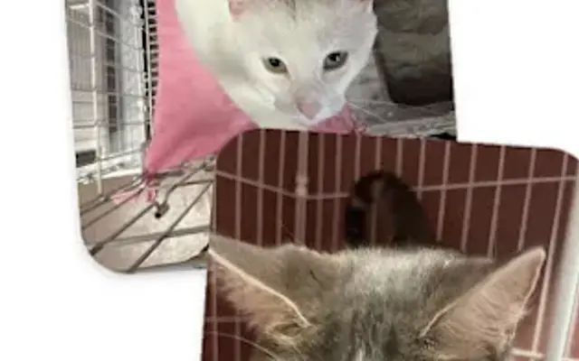 Ruff'n It! Pet Hotel in Benton, KY