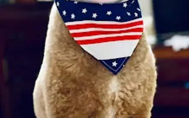 Kim’s Barks ‘n Bubbles Pet Grooming LLC in Bunnlevel, NC