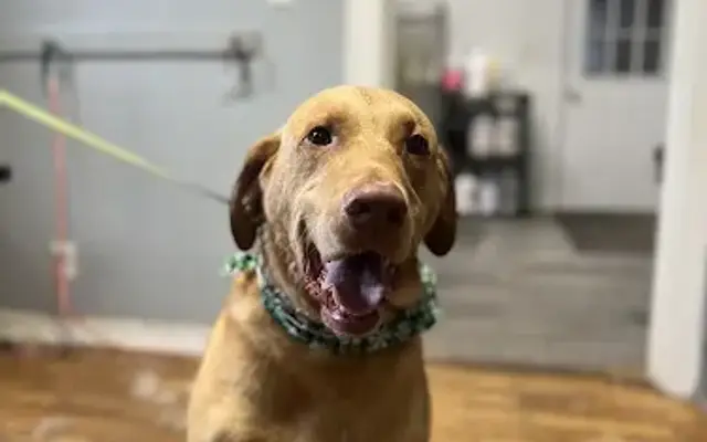 Happy Dog Grooming in Jackson, MI