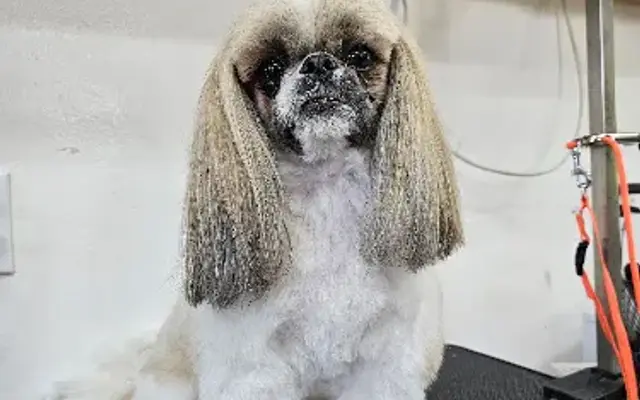 2 Dreamers Pet Salon in New Braunfels, TX