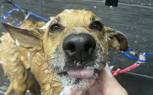 Tail Waggerz Grooming - Framingham in Framingham, MA