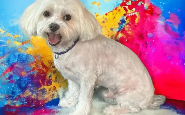 Foxy Paws Grooming LLC in Stephenville, TX